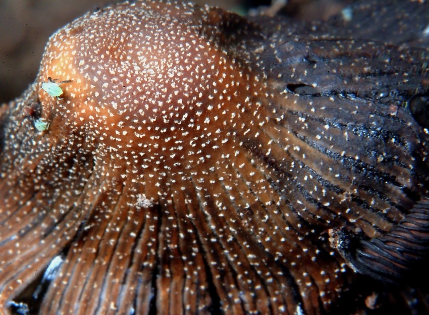 Farfalle in volo e vecchi Coprinus